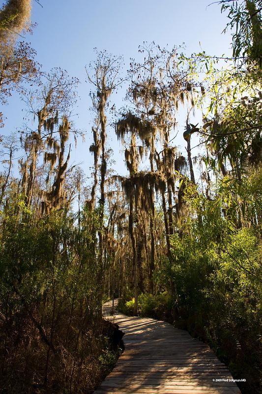 20090220_152756 D3 P1 3400x5100 srgb.jpg - It is home to several bird species including Black and Turkey vultures, anhunges, spoonbills, egrets and Herons.  There are several alligators and home to the endangered snail kite